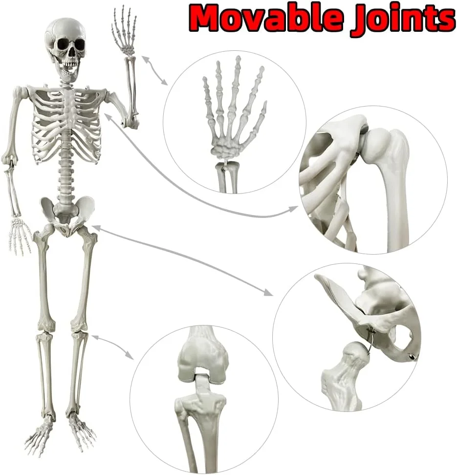 5.4Ft/165cm Halloween Skeleton Full Body Life Size Human Bones with Movable Joints for Indoor Outdoor Halloween Props Decorations - Image 4
